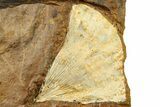 Fossil Ginkgo Leaf and Samara From North Dakota - Paleocene #262735-2